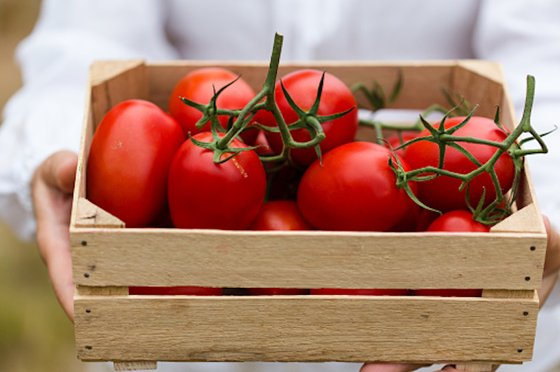 Top 8 Tomato Varieties for Container Gardening