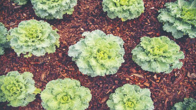 vegetable garden Salad on the farm