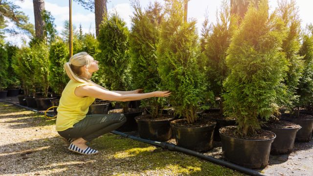 woman choosing thuja tree at outdoor plant nursery