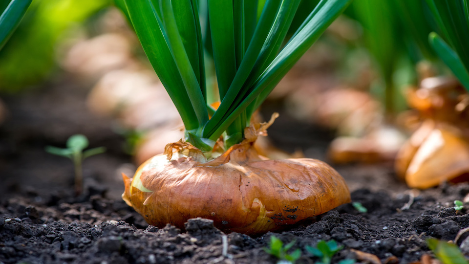 help-my-onions-are-bolting-what-to-do