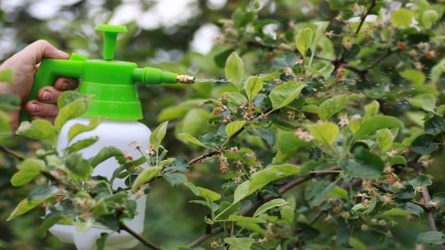 Treatment of plants from insects