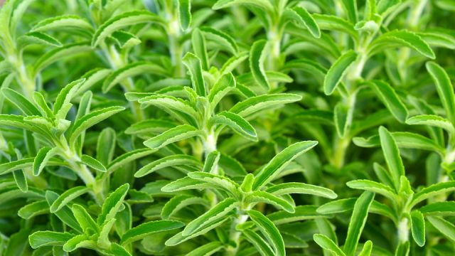 Stevia green plant
