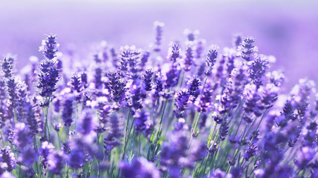 close up shot of lavender flowers