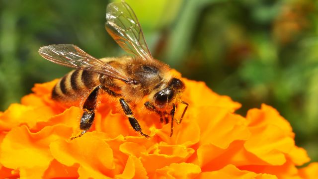 Bee and flower