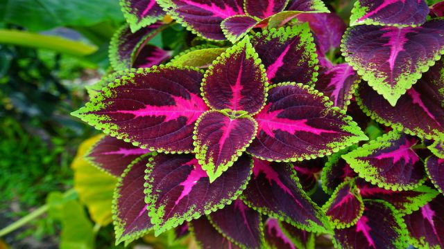 Red and green leaves of the coleus plant, Plectranthus scutellarioides