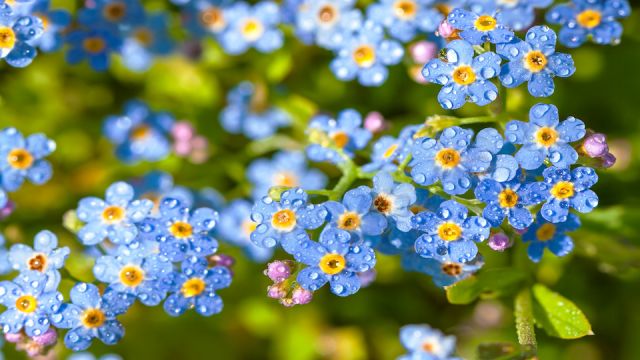 blue flowers forget-me-nots