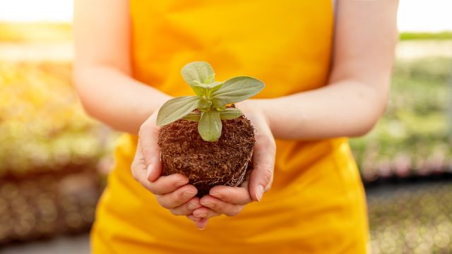 Crop gardener showing plant in peat