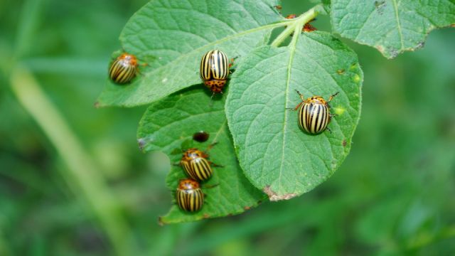 Colorado beetles eat a leaf of potato.