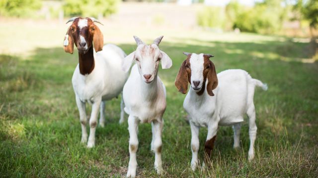 Bore goats posing for the camera