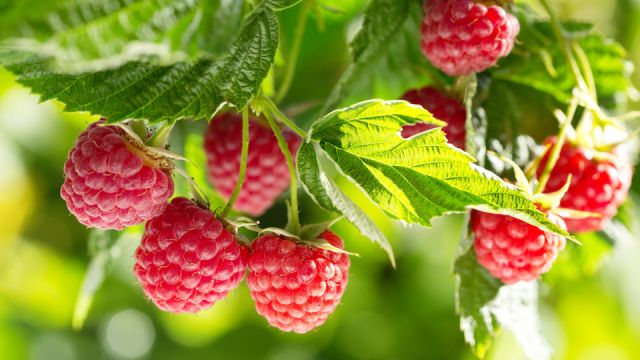 ripe raspberries in a garden