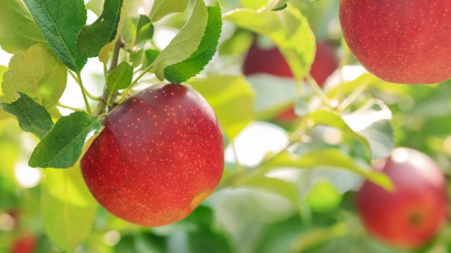 Ripe apples with green foliage of apple trees in the background.