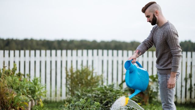 A young male agronomist is watering a green plant in a garden.