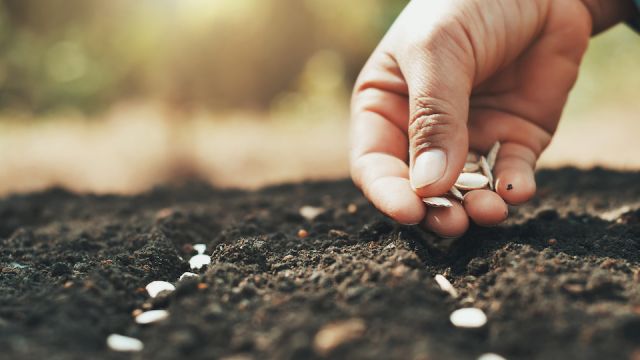hand planting pumpkin seed in the vegetable garden and light warm. agriculture concept