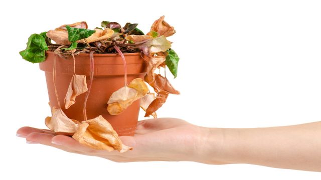 A dried plant in a pot in hand on a white background isolation