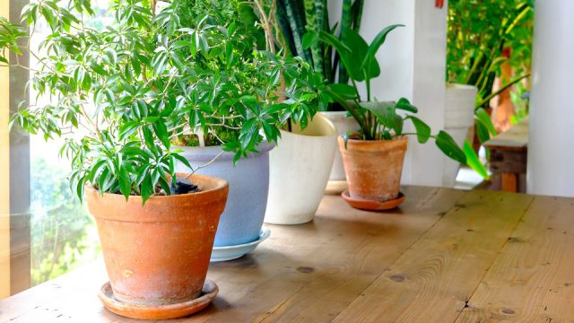 A plant pot displayed in the window