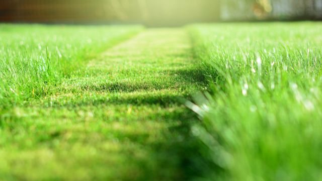 mowing the lawn. A perspective of green grass cut strip. Selective focus