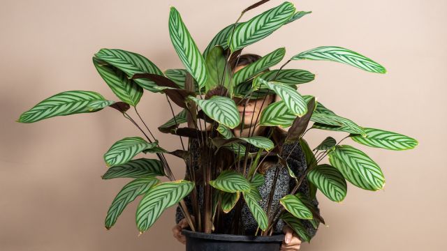 Young woman holding a large Calathea plant in front of a neutral beige wall