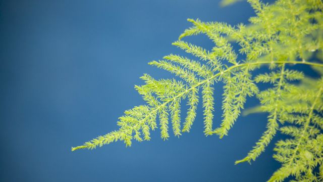 A compound green leaf of an asparagus fern against a blue background