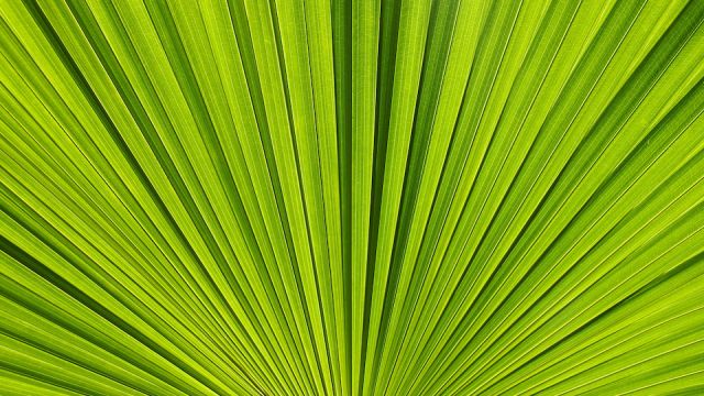 Ruffled Fan Palm Leaf Natural Pattern Background
