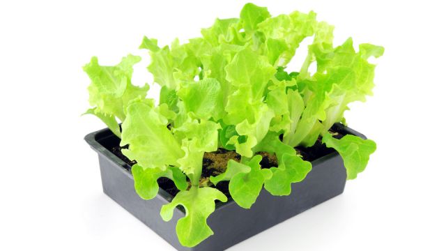 lettuce seedlings on a tray box on isolated background