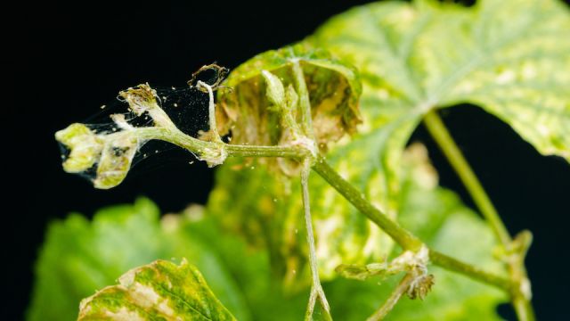 Spider mite parasitizes on sick and dry grapes leaves, isolated on black background.