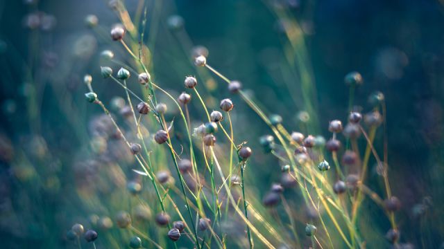 flax field in the evening sun