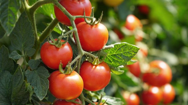 Rote Tomaten am Strauch