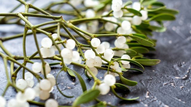 Mistletoe branch on a gray textured background