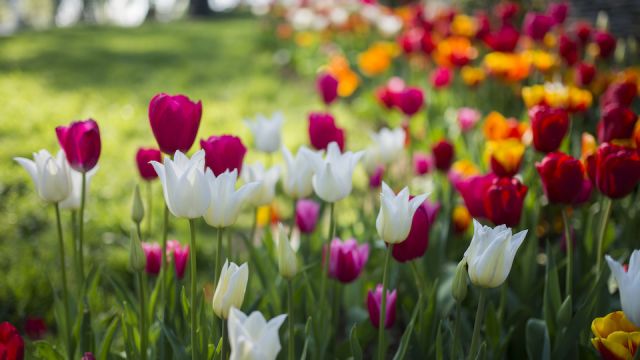 tulip