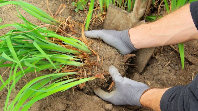 Staude teilen - shrub splitting 02