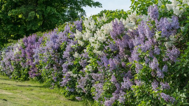 Hedge with white and purple lilac in summer sunlight