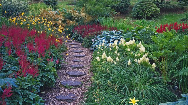 The bog gardens of a country house with flowering Astilbies in early summer