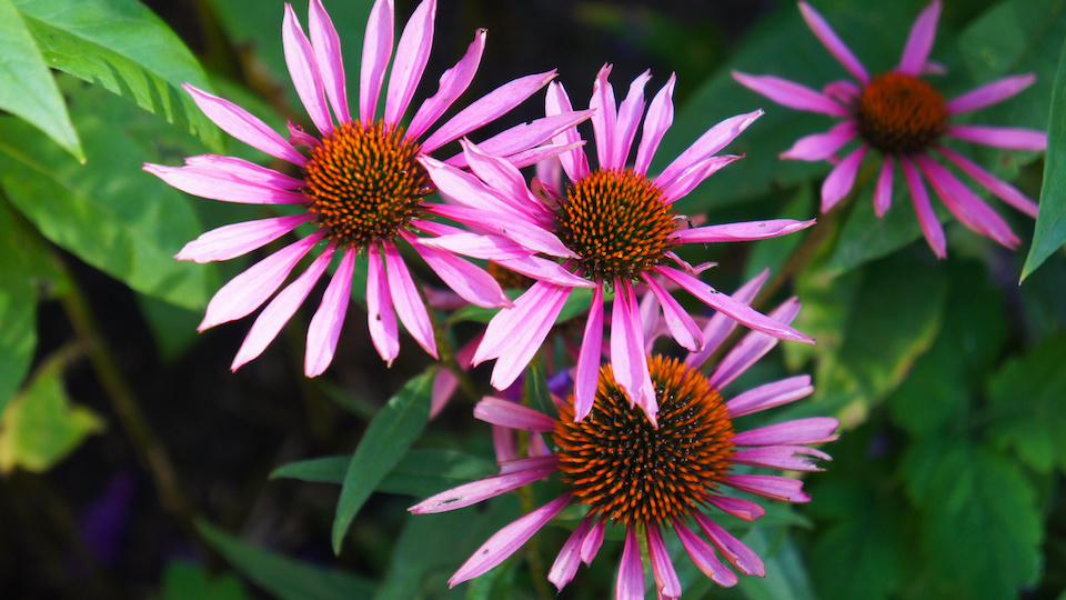 9 Best Perennial Plants for Arid Regions