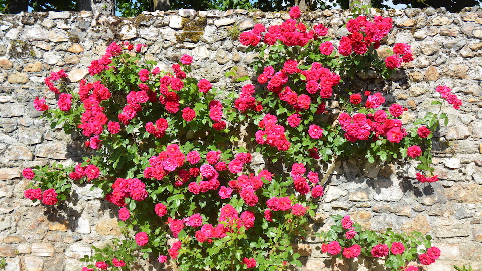 Grow Climbing Roses Tips for Success
