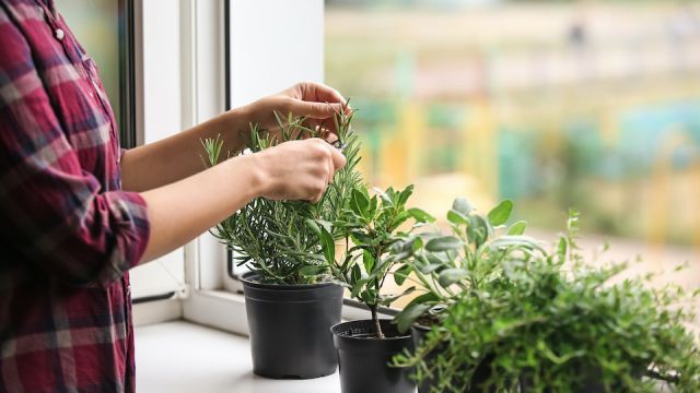 Woman cutting fresh homegrown rosemary on windowsill