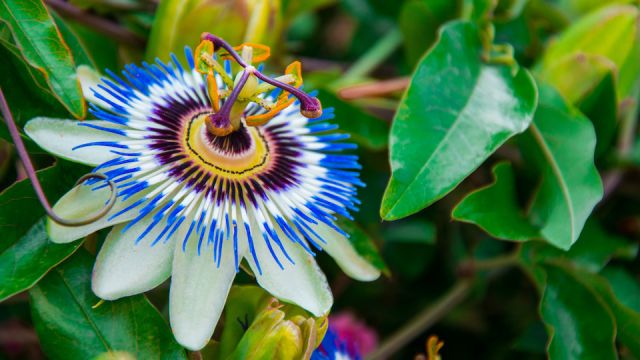 Blue Passion Flower
