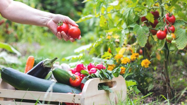 Woman is harvesting tomatoes. Woman´s hands picking fresh tomatoes to wooden crate. Organic garden