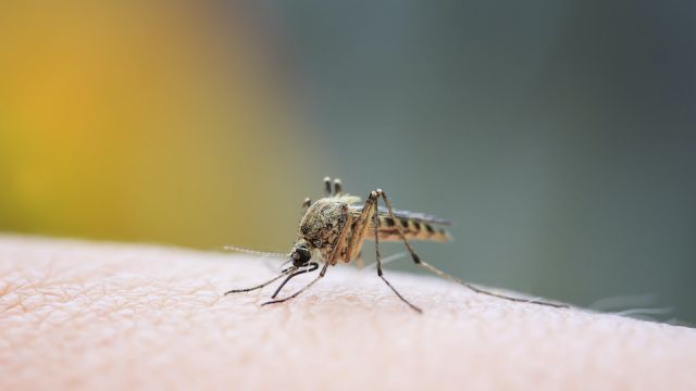 closeup of a nasty insect mosquito sitting on her hand and drinks the blood of the pierced skin