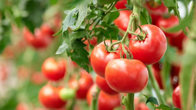 Three ripe tomatoes on green branch.
