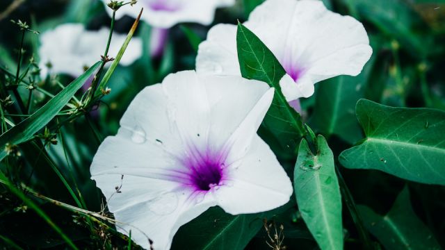 Beach Moonflower Ipomoea Violacea Close Up