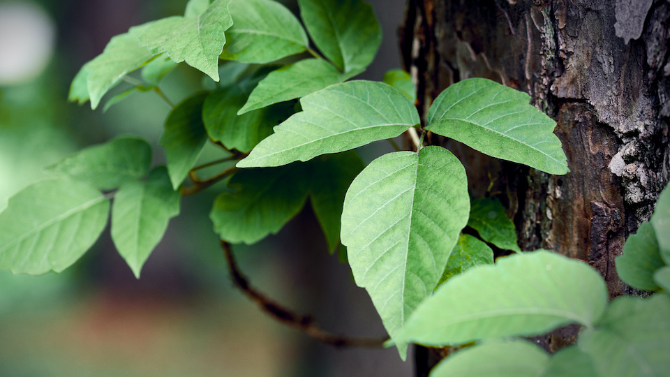 Poison Ivy: What You Need to Know to Stay Safe