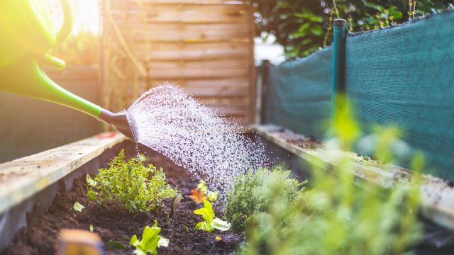 Urban gardening: Watering fresh vegetables and herbs on fruitful soil in the own garden, raised bed.