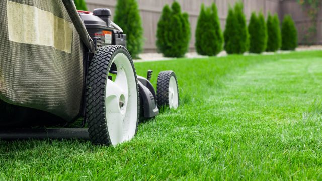 Lawn mower cutting green grass in backyard, mowing lawn