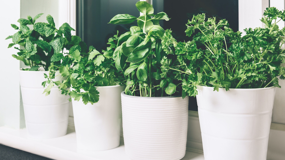 7-tips-for-growing-the-best-herbs-ever-in-containers