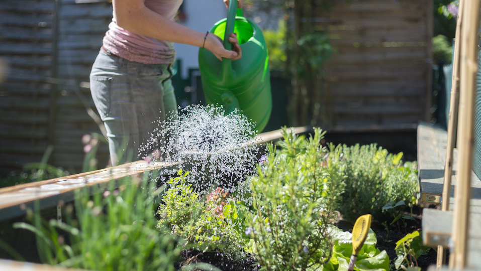 Urban Homesteading How To Be Self Sufficient In The City