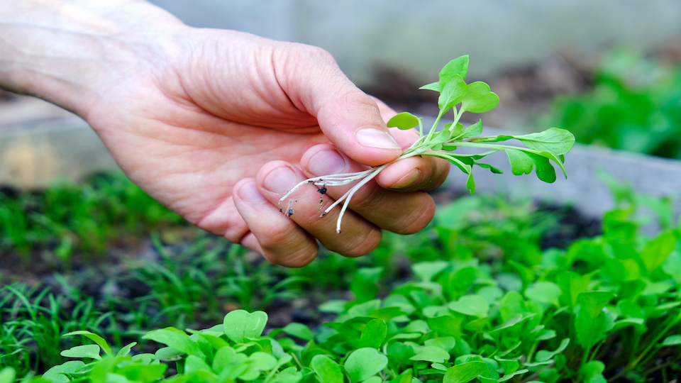 Tips For Growing The Tastiest Microgreens Indoors