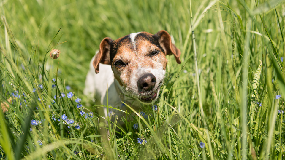 These Common Weeds Could Kill Your Dog